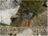 Rifugio Pederü - Piz dles Conturines